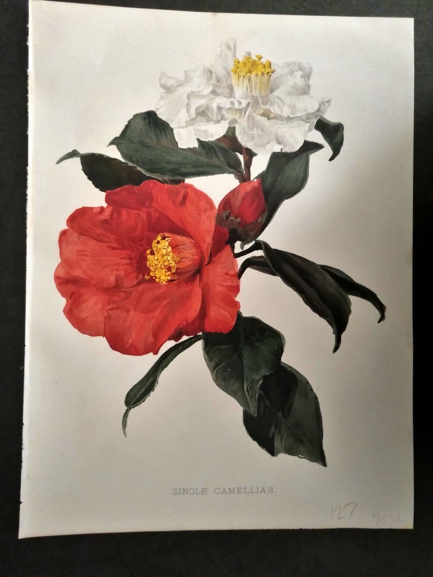 Moon, H. G. 1905 Botanical Print. Single Camellias (1 of 1)