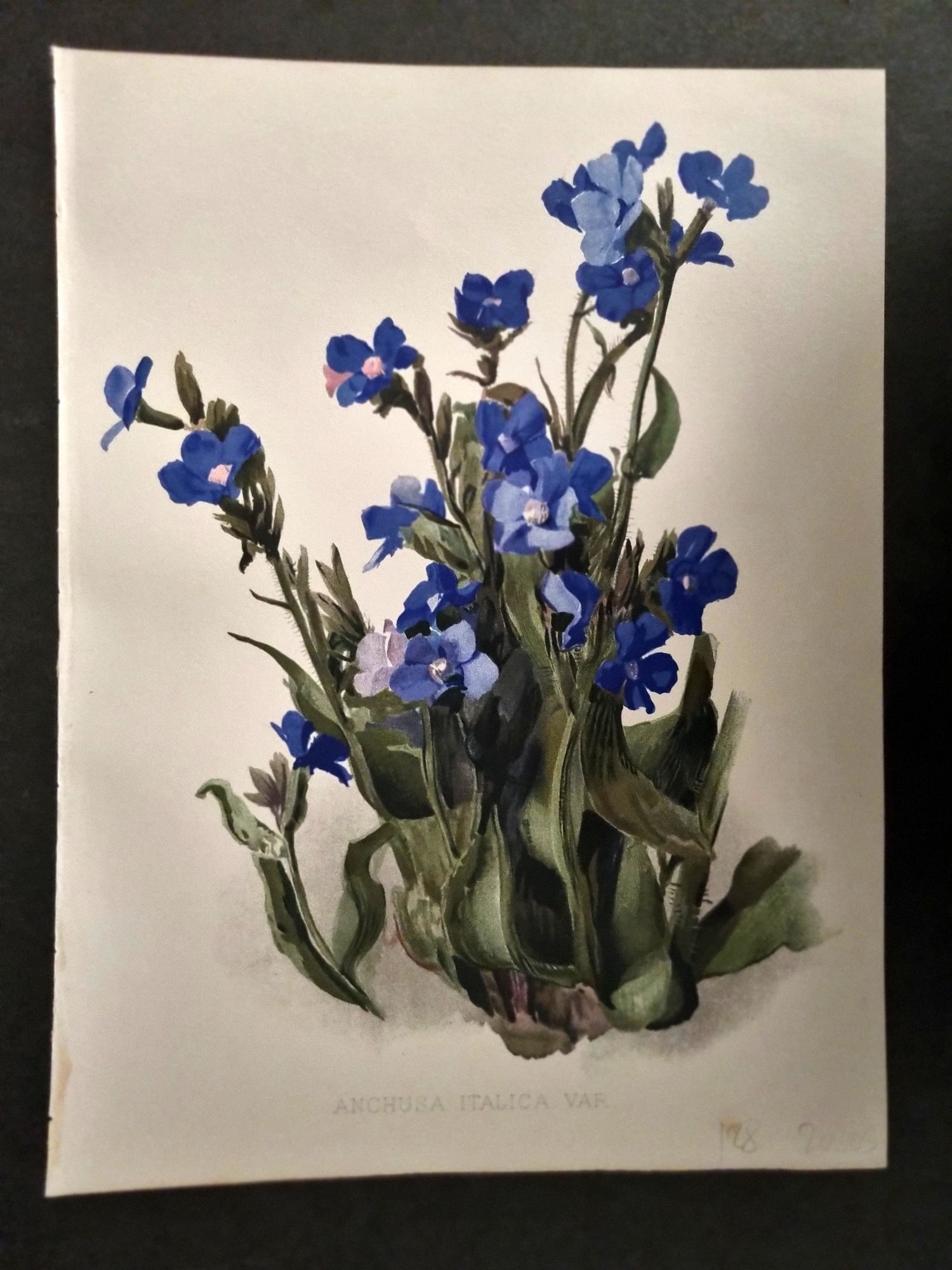 Moon, H. G. 1905 Botanical Print. Anchusa Italica (1 of 1)