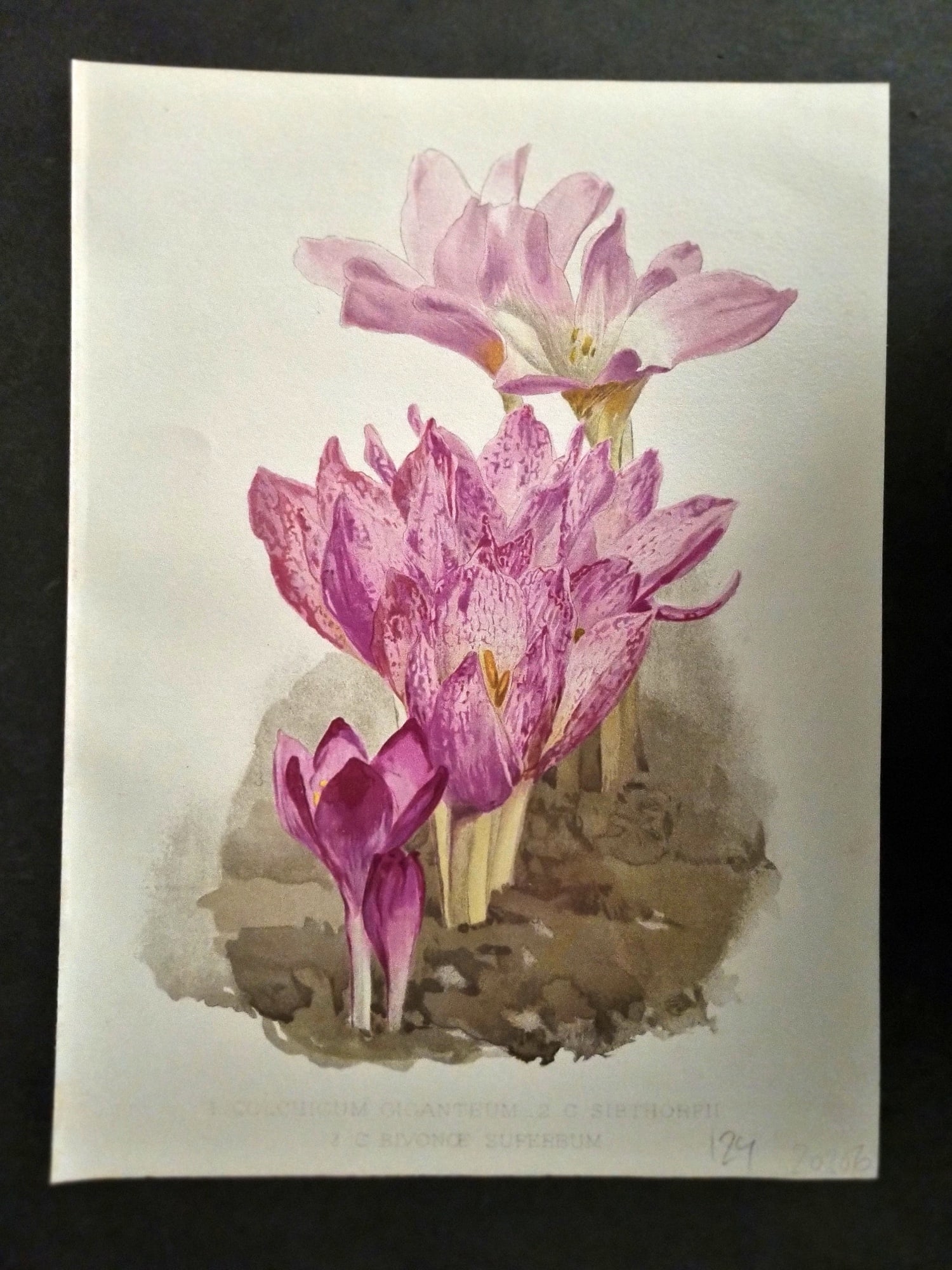 Moon, H. G. 1905 Botanical Print. Colchicum Ciganteum, Sibthorpii, Bivonce Superbum: Chromolithograph Published 1903-05, London for "Flora and Sylva" Illustrated by H. G. Moon. Paper Size: 12 x 9 inch (30 x 23cm) Good Condition
