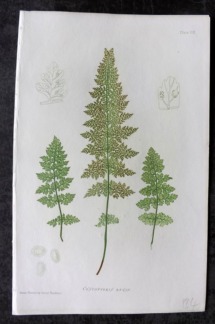 Moore & Bradbury 1860 Nature Printed Fern. Cystopteris Regia 103: Antique Nature Printed Electrotype Published 1859-60 by Bradbury & Evans, London for "The Octavo Nature-Printed British Ferns" by Thomas Moore. Printed by Henry Bradbury. Paper Size: 9.5 x 6 inch (24