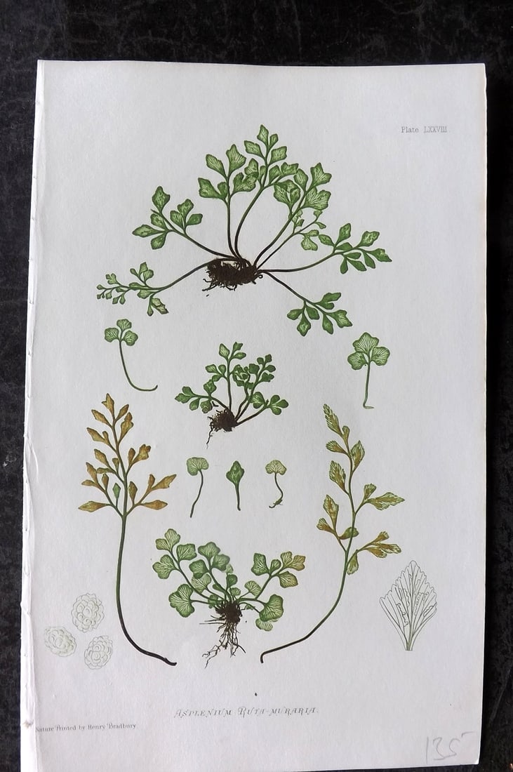 Moore & Bradbury 1860 Nature Printed Fern. Asplenium Ruta-Muraria 78: Antique Nature Printed Electrotype Published 1859-60 by Bradbury & Evans, London for "The Octavo Nature-Printed British Ferns" by Thomas Moore. Printed by Henry Bradbury. Paper Size: 9.5 x 6 inch (24