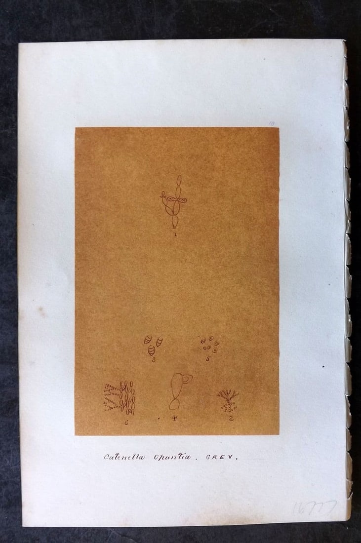Original Art C1875 Seaweed. Catenella Opuntia 10: Antique Pen, Ink and/or Watercolour Made in C1875, England for a privately created work on British Seaweeds by an unknown but Gifted Artist. Each drawing with accompanying descriptive manuscript plate