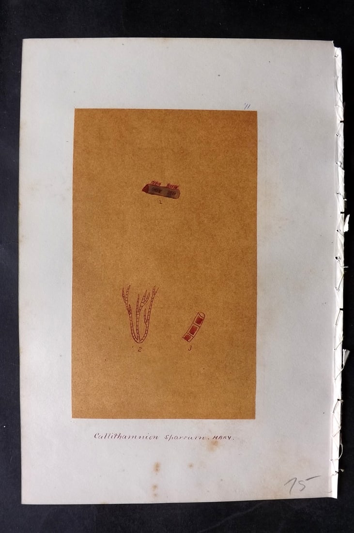 Original Art C1875 Seaweed. Callithamnion Sparsum 71: Pen, Ink and/or Watercolour Made in C1875, England for a privately created work on British Seaweeds by an unknown but Gifted Artist. Each drawing with accompanying descriptive manuscript plate, also f