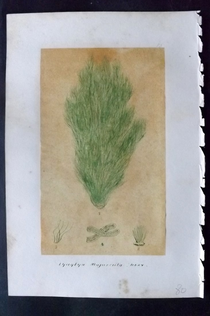 Original Art C1875 Seaweed. Lyngbya Majuscula 53 (1 of 1)