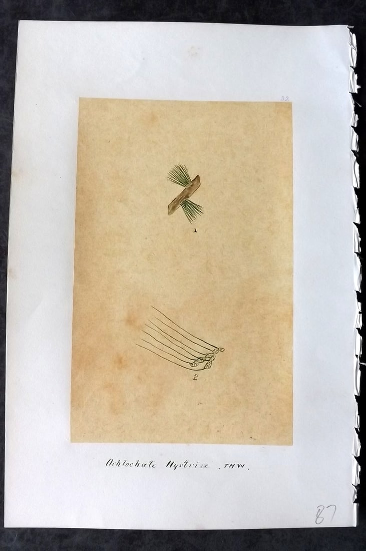 Original Art C1875 Seaweed. Ochlocaete Hystrix 32 (1 of 1)