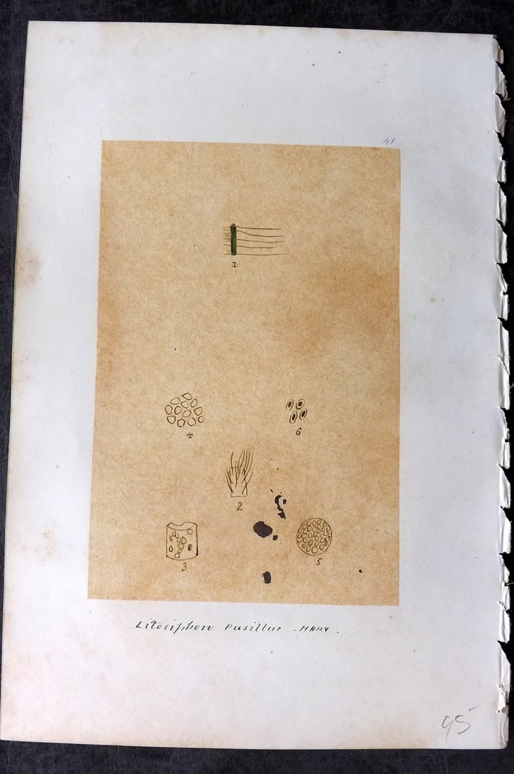 Original Art C1875 Seaweed. Litosiphon Pusillus 41 (1 of 1)