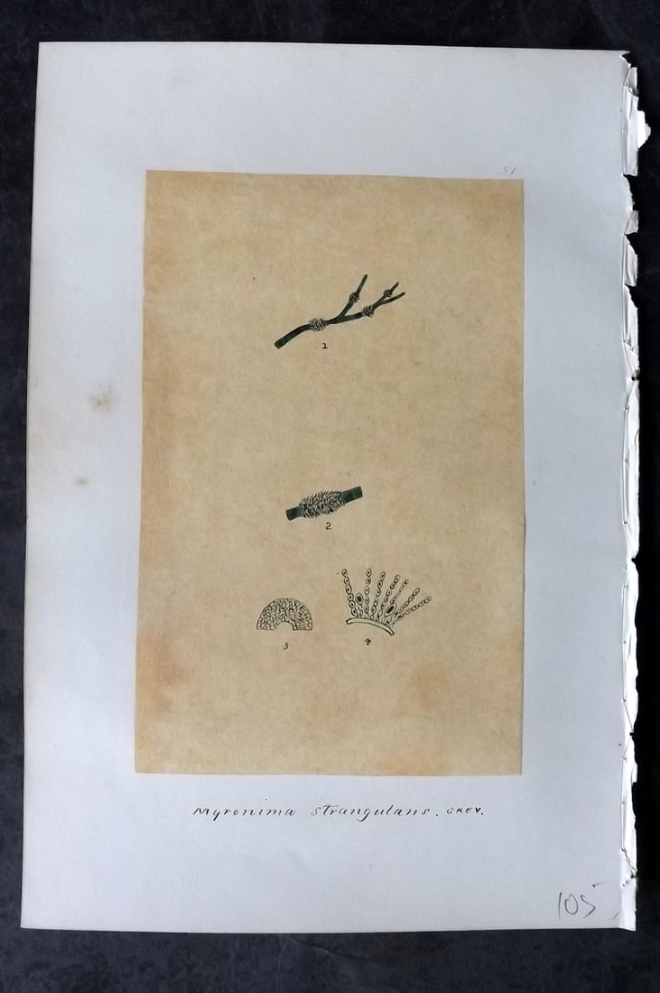 Original Art C1875 Seaweed. Myronima Strangulans 51: Pen, Ink and/or Watercolour Made in C1875, England for a privately created work on British Seaweeds by an unknown but Gifted Artist. Each drawing with accompanying descriptive manuscript plate, also f
