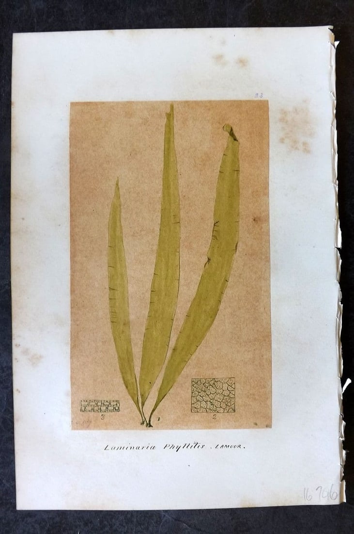 Original Art C1875 Seaweed. Laminaria Phyllitis 23 (1 of 1)