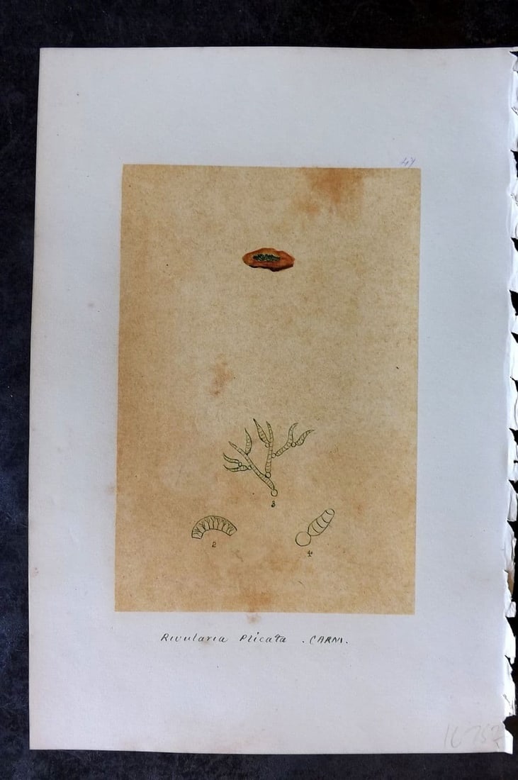 Original Art C1875 Seaweed. Rivularia Plicata 47 (1 of 1)
