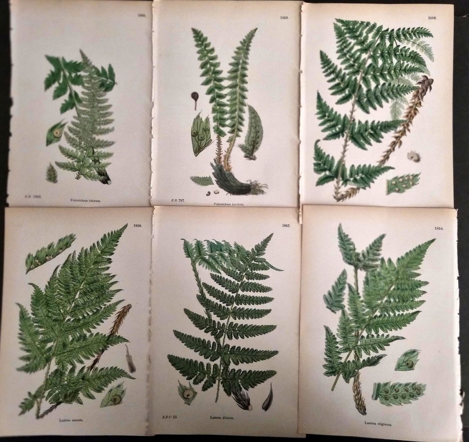 Sowerby, James C1870 Lot of 6 Hand Col Fern Prints (1 of 1)