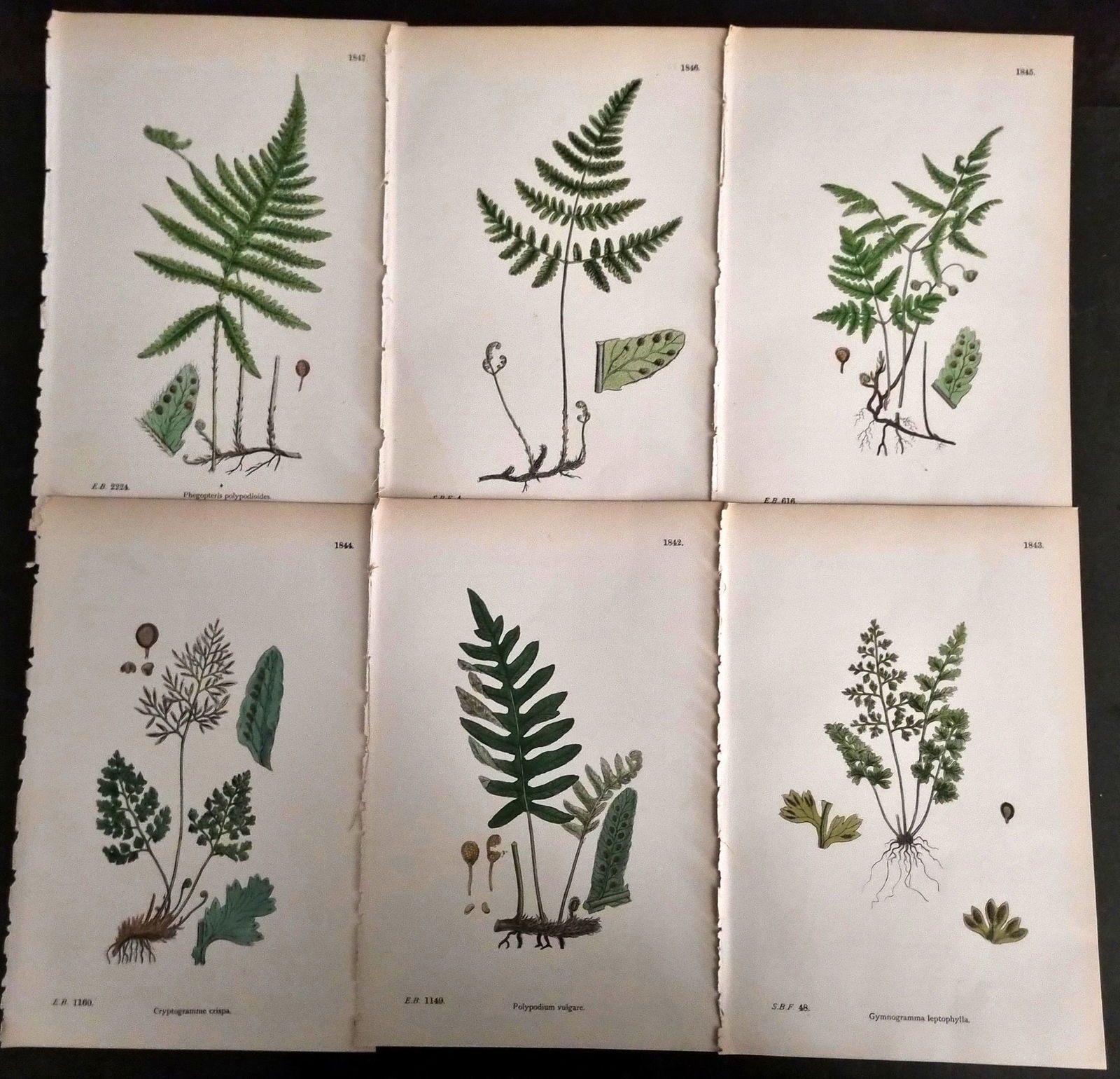 Sowerby, James C1870 Lot of 6 Hand Col Fern Prints (1 of 1)