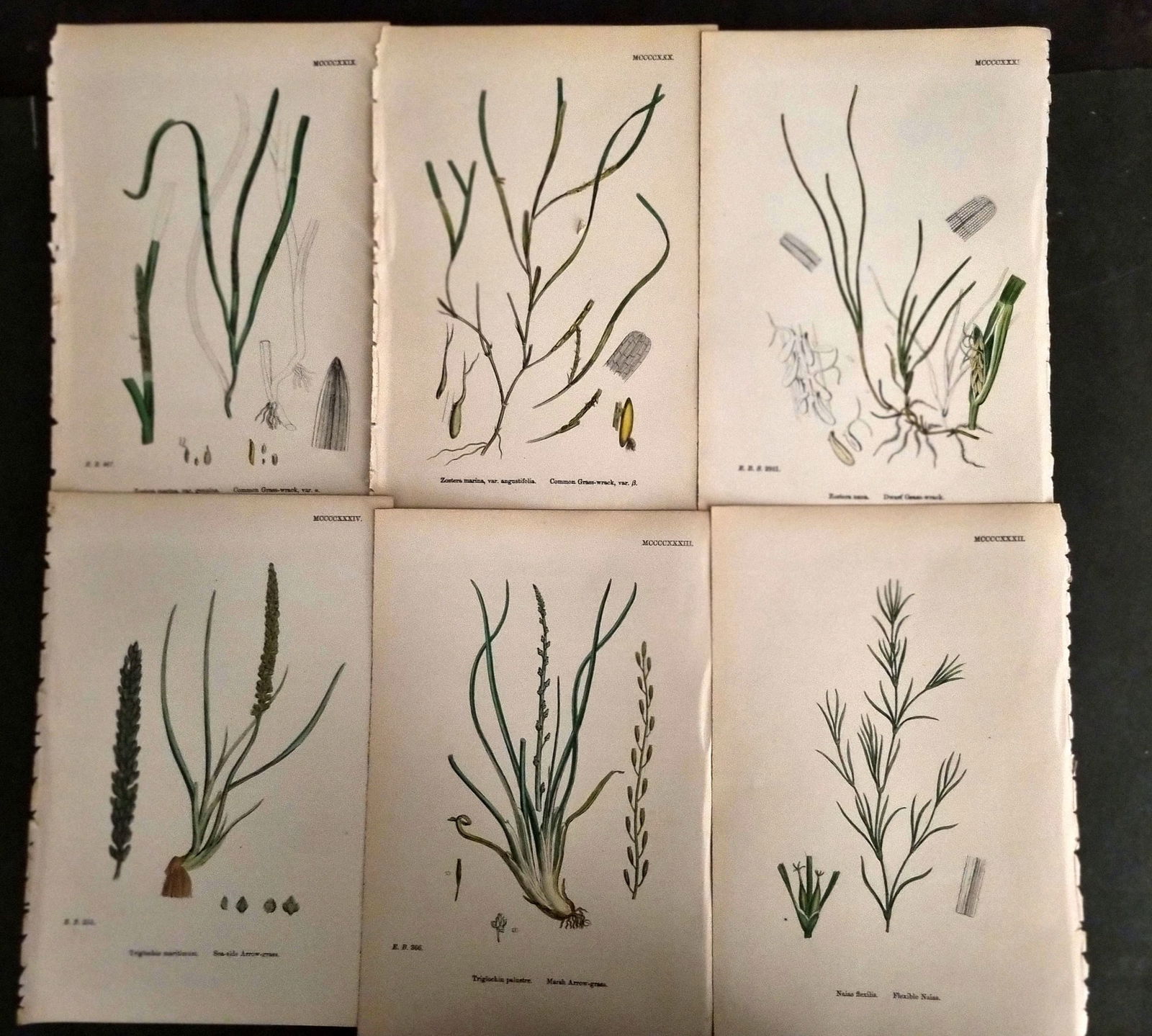 Sowerby, James C1870 Lot of 6 Antique Botanical Prints (1 of 1)