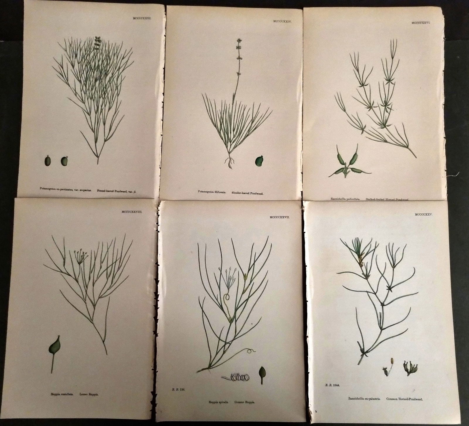Sowerby, James C1870 Lot of 6 Antique Botanical Prints (1 of 1)