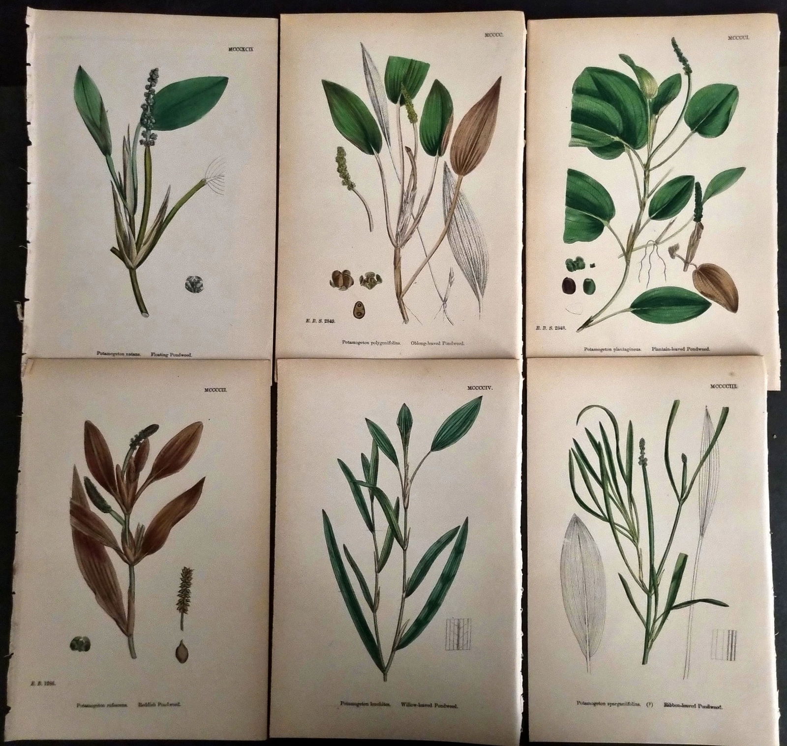 Sowerby, James C1870 Lot of 6 Antique Botanical Prints (1 of 1)