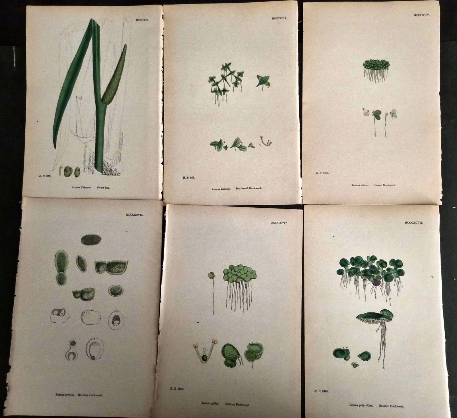 Sowerby, James C1870 Lot of 6 Antique Botanical Prints (1 of 1)