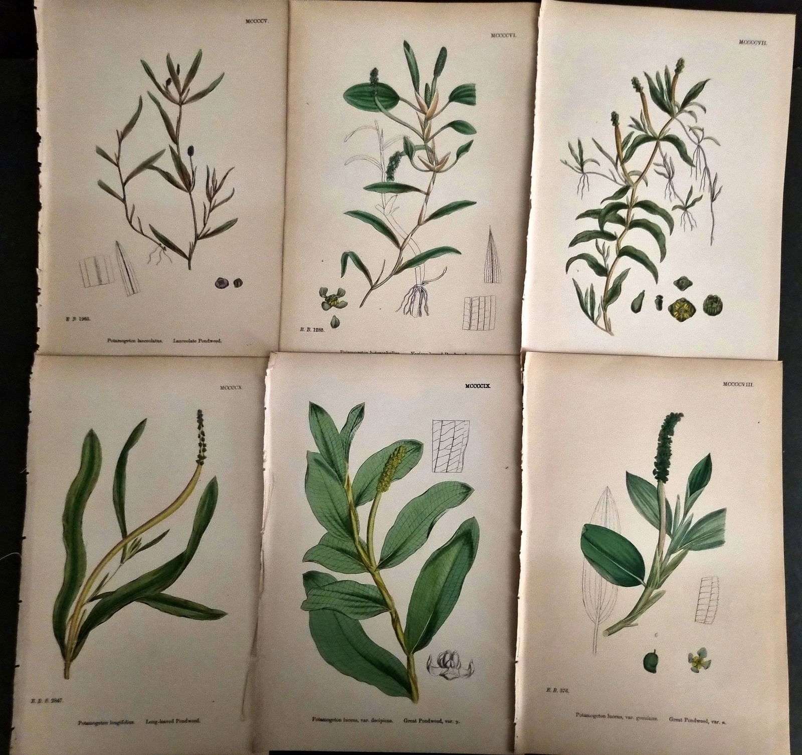 Sowerby, James C1870 Lot of 6 Antique Botanical Prints (1 of 1)
