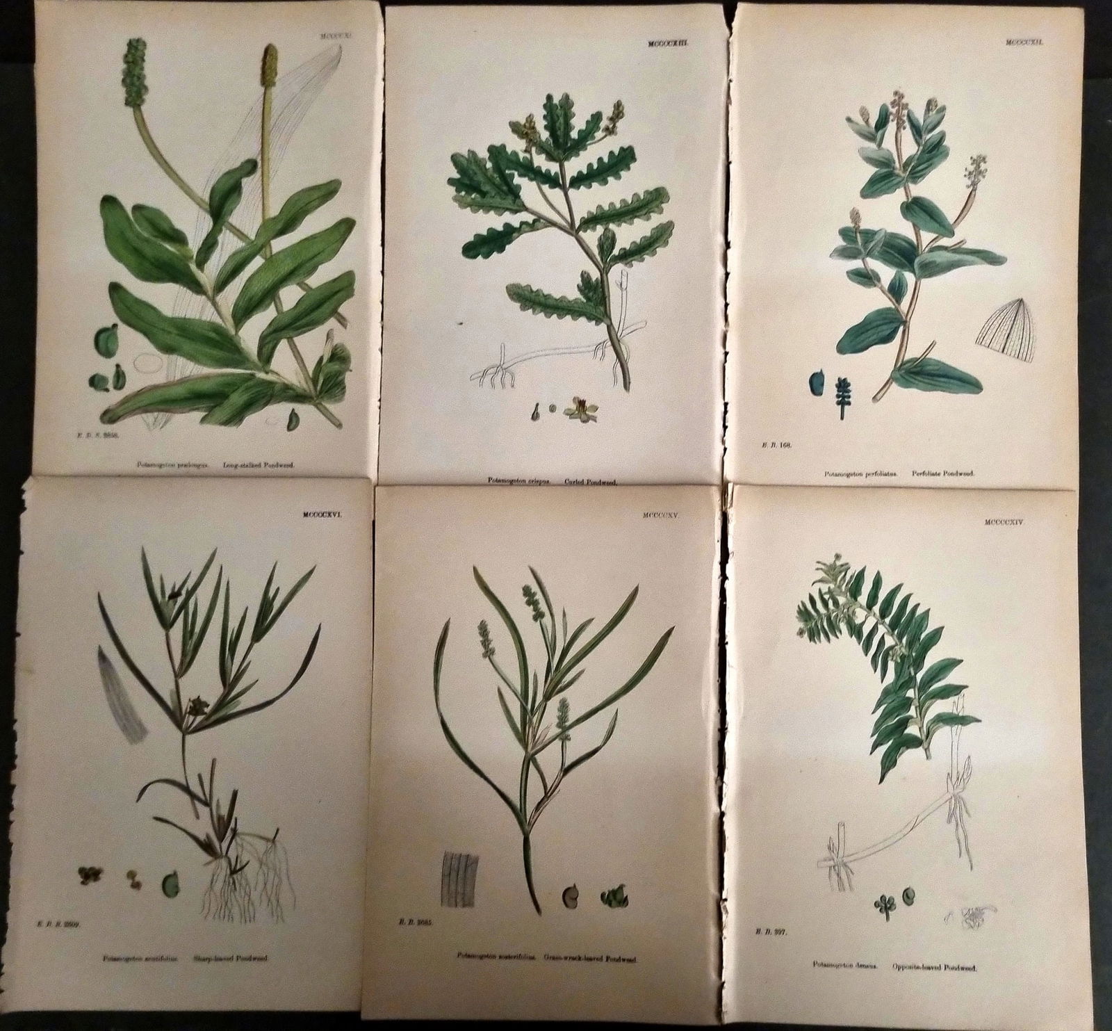 Sowerby, James C1870 Lot of 6 Antique Botanical Prints (1 of 1)
