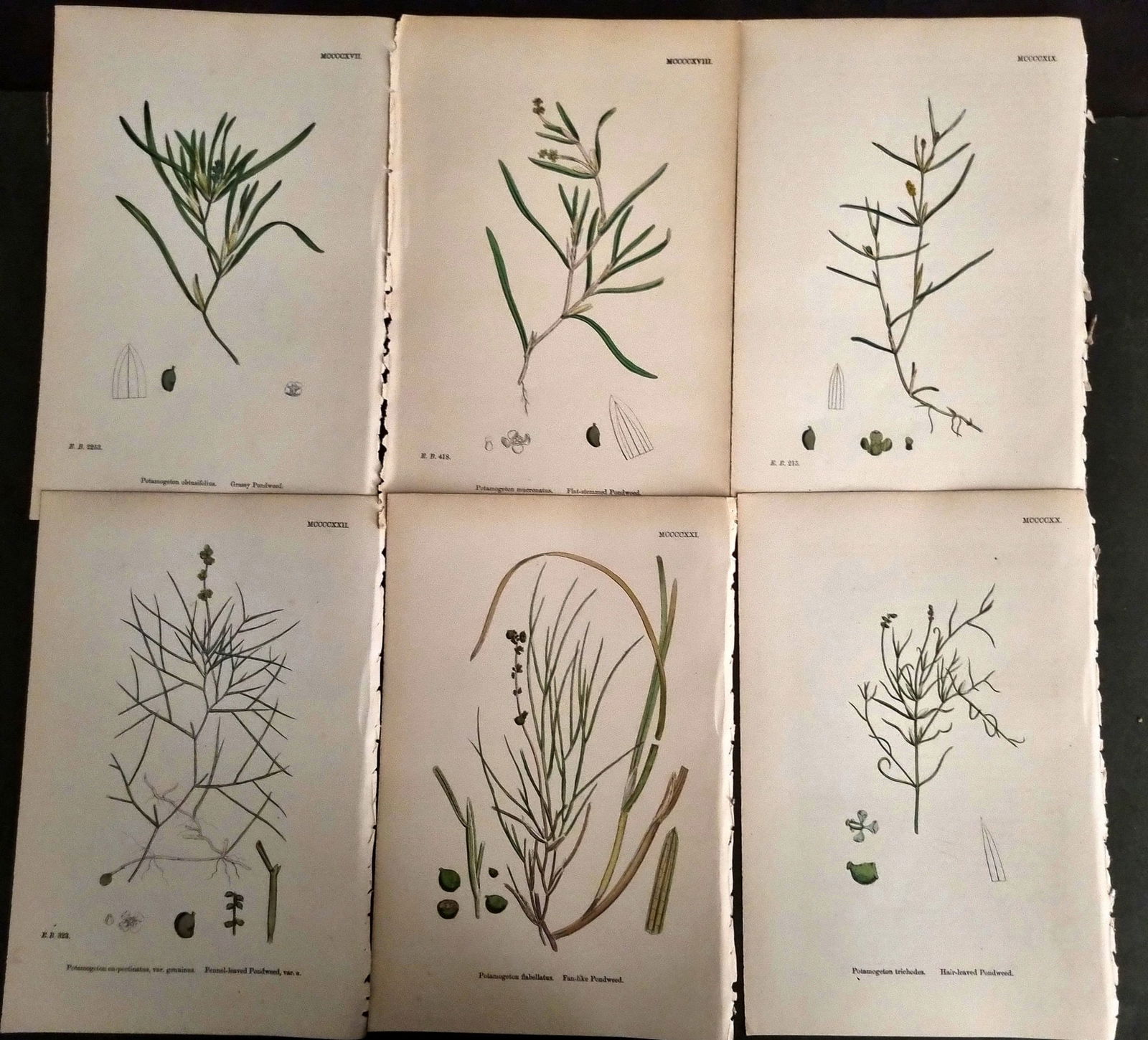 Sowerby, James C1870 Lot of 6 Antique Botanical Prints (1 of 1)