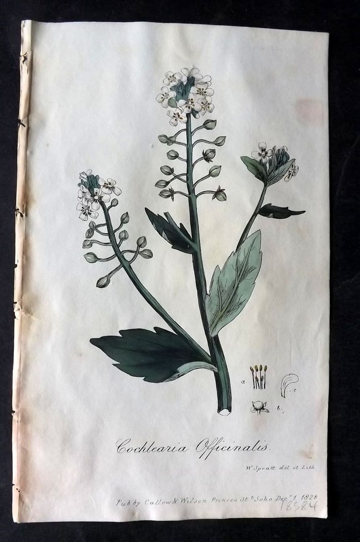 Spratt, George 1829 Hand Col Botanical Print. Scurvy Grass: Antique Lithograph Published 1829-30, London for "Flora Medica"by George Spratt. Fine hand colour as issued. Paper Size: 8 x 5 inch (21 x 13cm) Very minor background toning. Good Condition