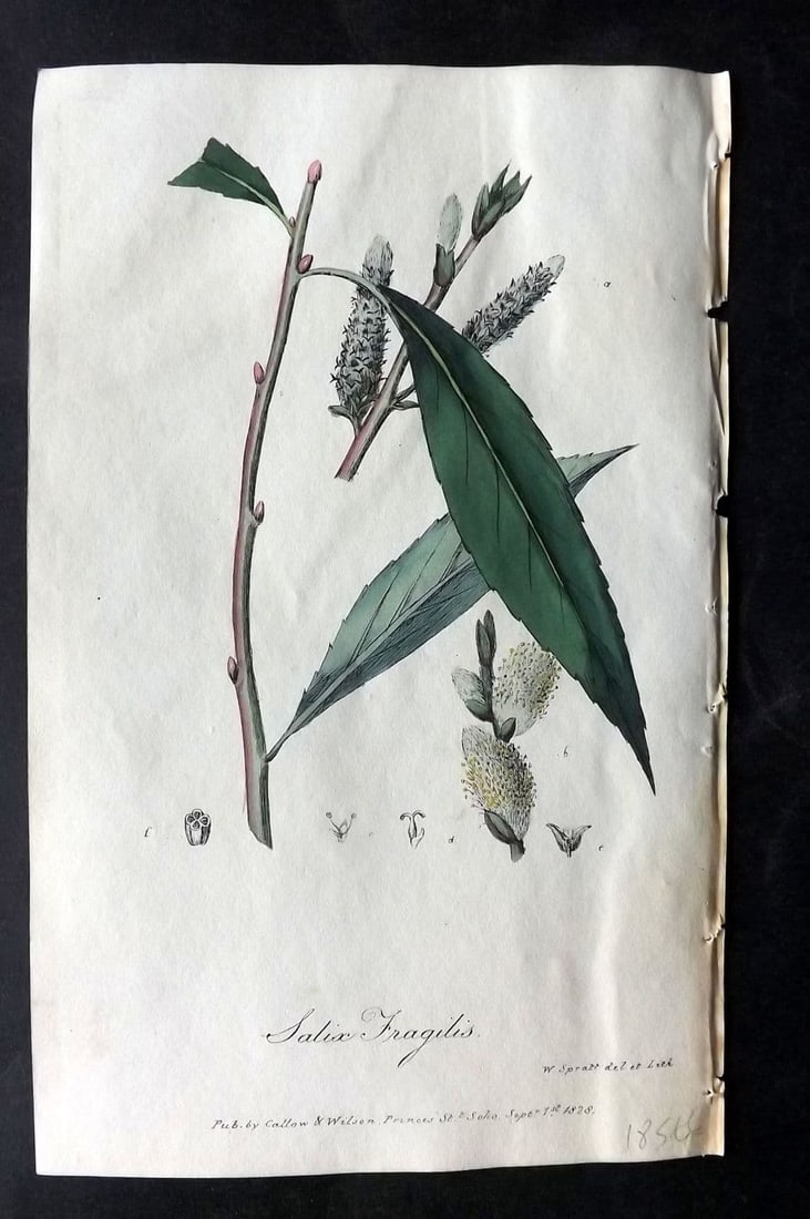 Spratt, George 1829 Hand Col Botanical Print. Crack Willow (1 of 1)