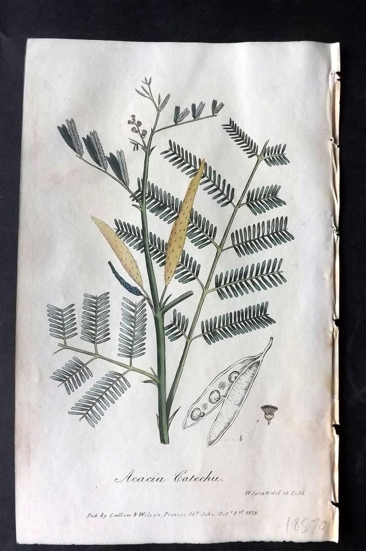 Spratt, George 1829 Hand Col Botanical Print. Catechu, or Medicinal Acacia (1 of 1)