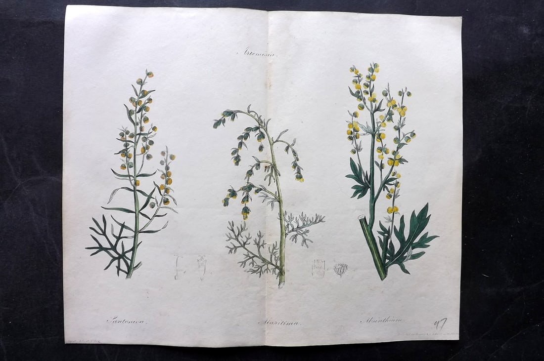 Spratt, George 1829 Hand Col Double Botanical Print. Wormwood (1 of 1)