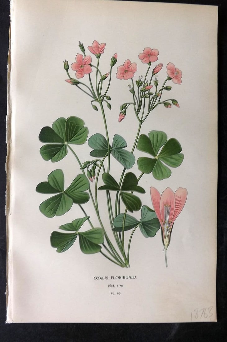 Step, Edward 1897 Antique Botanical Print. Oxalis Floribunda 59 (1 of 1)