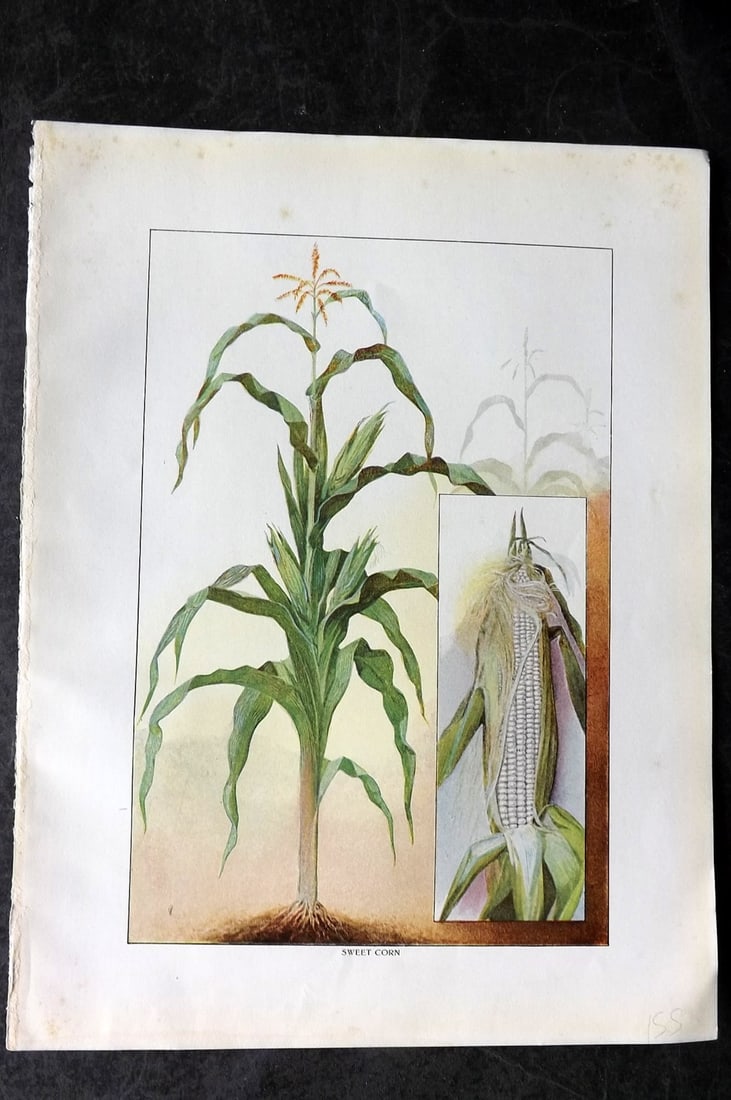Ward, Artemas 1911 Antique Vegetable Print. Sweet Corn (1 of 1)