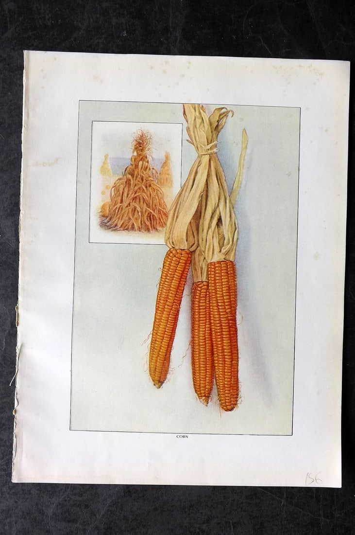 Ward, Artemas 1911 Antique Vegetable Print. Corn (1 of 1)