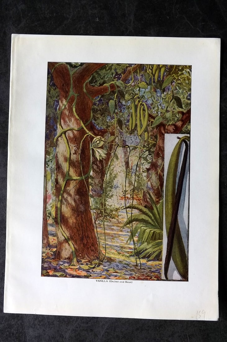 Ward, Artemas 1911 Antique Botanical Print. Vanilla (Orchid and Bean) (1 of 1)