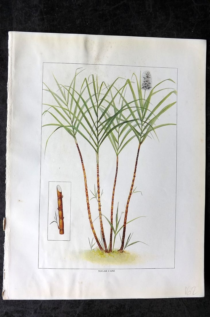 Ward, Artemas 1911 Antique Botanical Print. Sugar Cane (1 of 1)