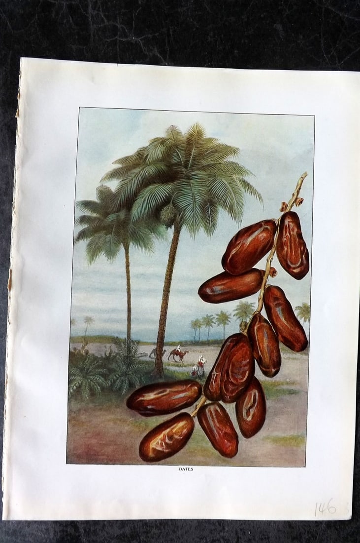 Ward, Artemas 1911 Antique Fruit Print. Dates & Palm Tree (1 of 1)