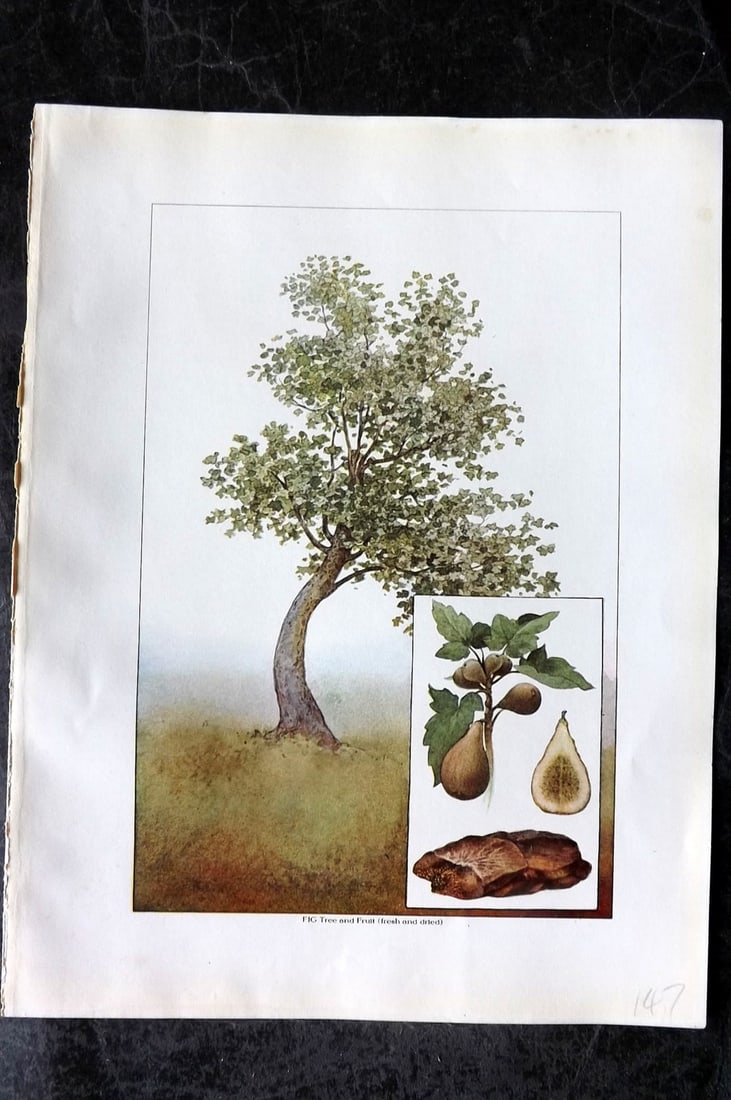 Ward, Artemas 1911 Antique Fruit Print. Fig Tree & Fruit (1 of 1)