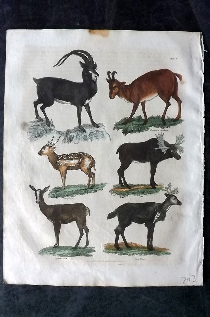Buffon & Smellie 1828 Hand Col Print. Elk, Ibis, Antelope, Reindeer, Red Deer 08 (1 of 1)