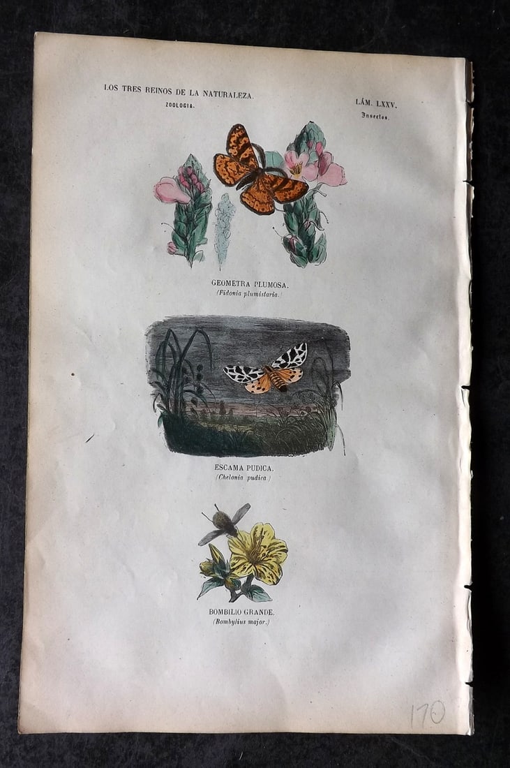 Buffon, Comte de 1856 Hand Col Butterfly Print. Fidonia 75: Hand Colored Etching/Engraving Published 1856, Madrid for "Museo pintoresco de Historia Natural" by the Comte de Buffon and M. M. J. de Galdo. Paper Size: 10 x 6.5 inch (26 x 17cm) Very minor backgrou