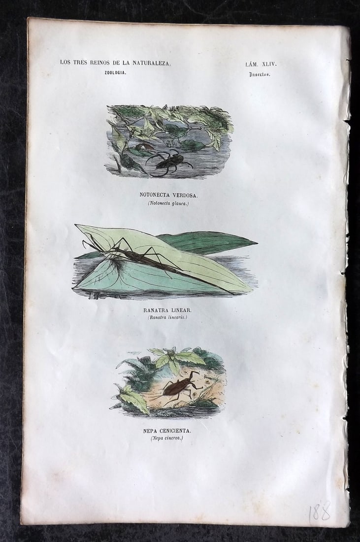 Buffon, Comte de 1856 Hand Col Insect Print. Notonecta, Ranatra, Nepa 44 (1 of 1)