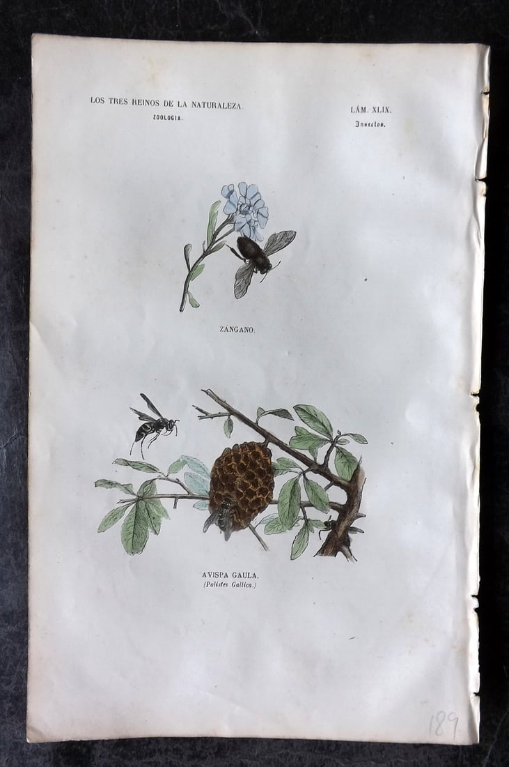 Buffon, Comte de 1856 Hand Col Insect Print. Zangano & Polistes Paper Wasp 49: Hand Colored Etching/Engraving Published 1856, Madrid for "Museo pintoresco de Historia Natural" by the Comte de Buffon and M. M. J. de Galdo. Paper Size: 10 x 6.5 inch (26 x 17cm) Very minor backgrou