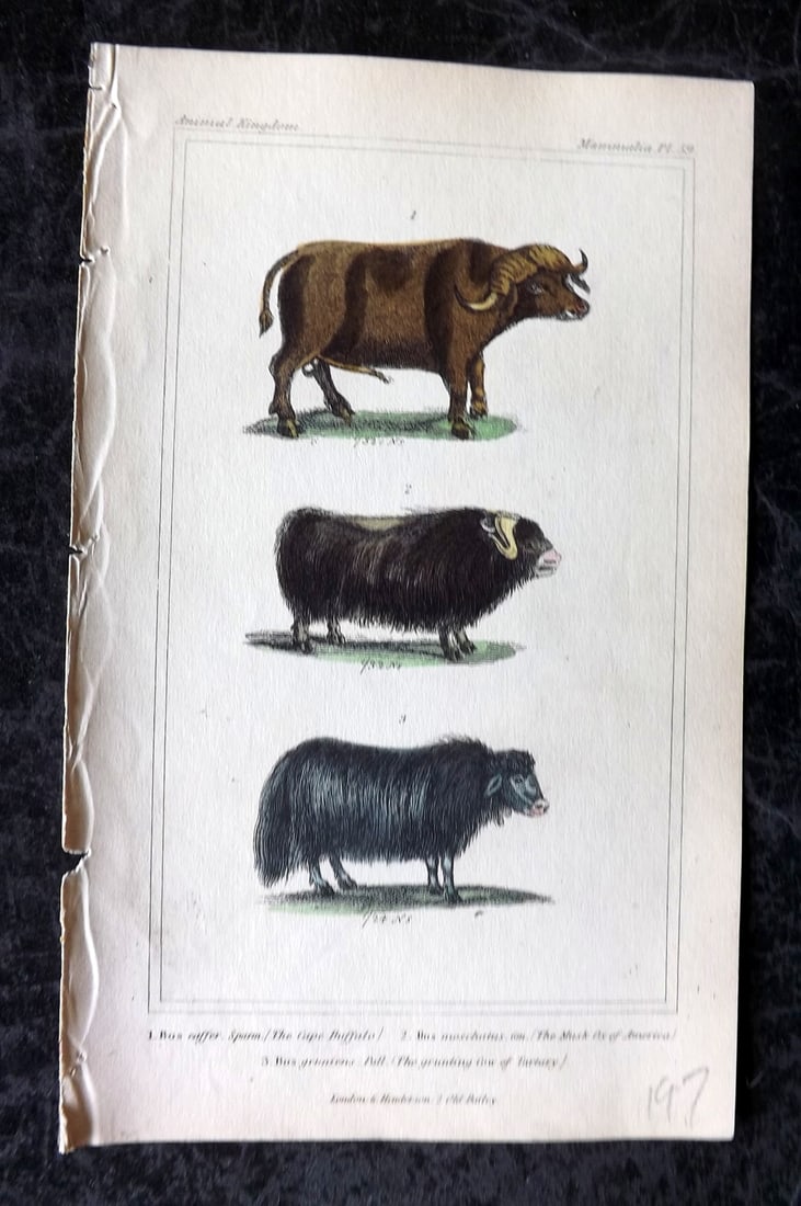 Cuvier, Baron 1837 Hand Col Print. Cape Buffalo, Musk Ox of America, Grunting Cow of Tartary 59 (1 of 1)