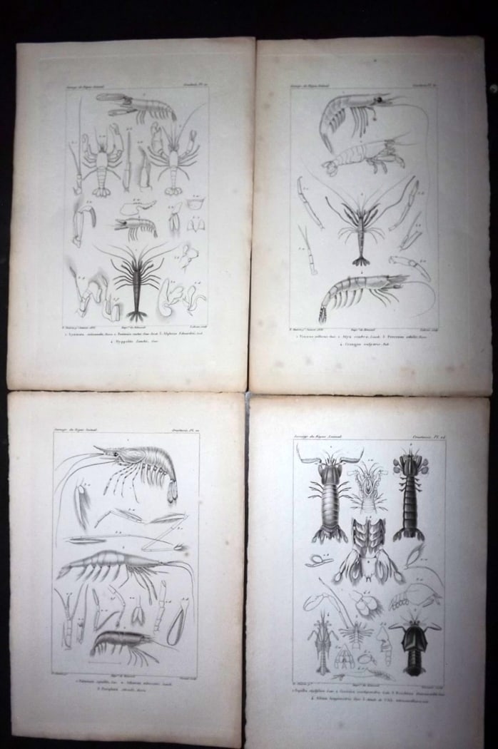 Cuvier, Baron C1830 Lot of 4 Prints. Shrimp. Prawn (1 of 2)