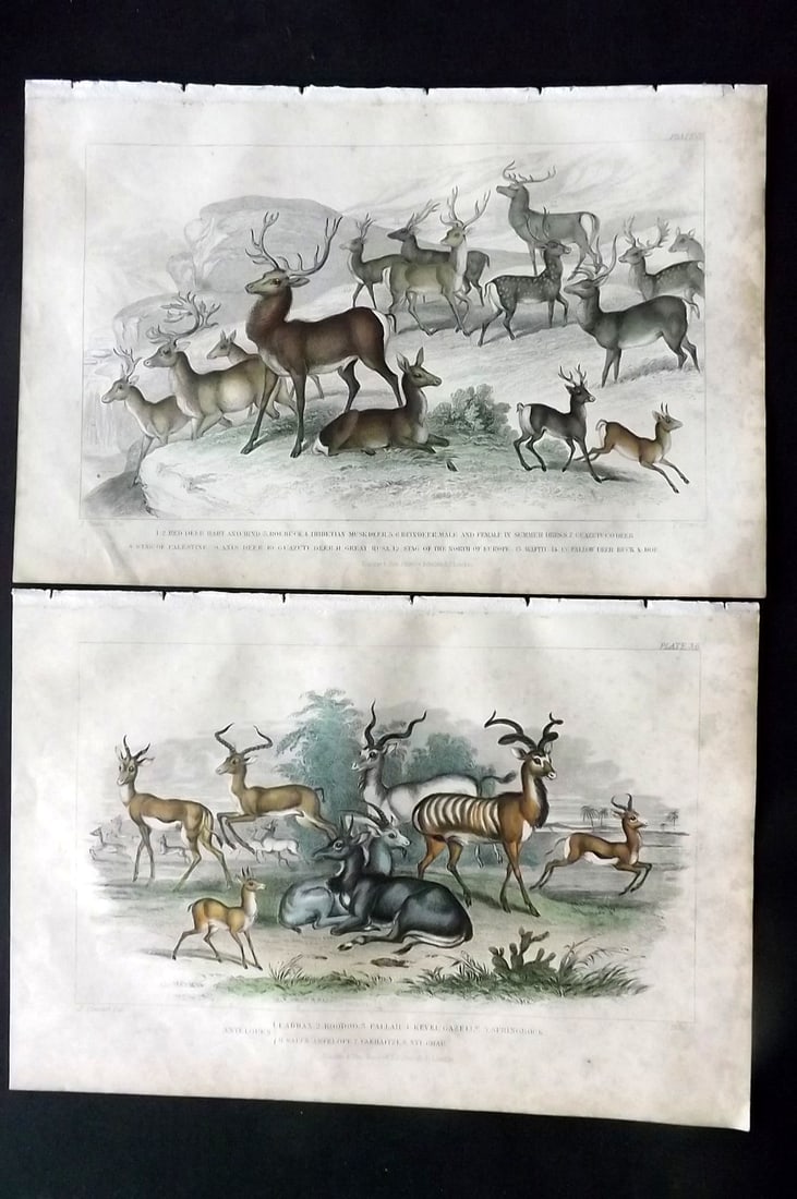 Goldsmith, Oliver 1855 Pair of Hand Col Prints. Deer (1 of 2)
