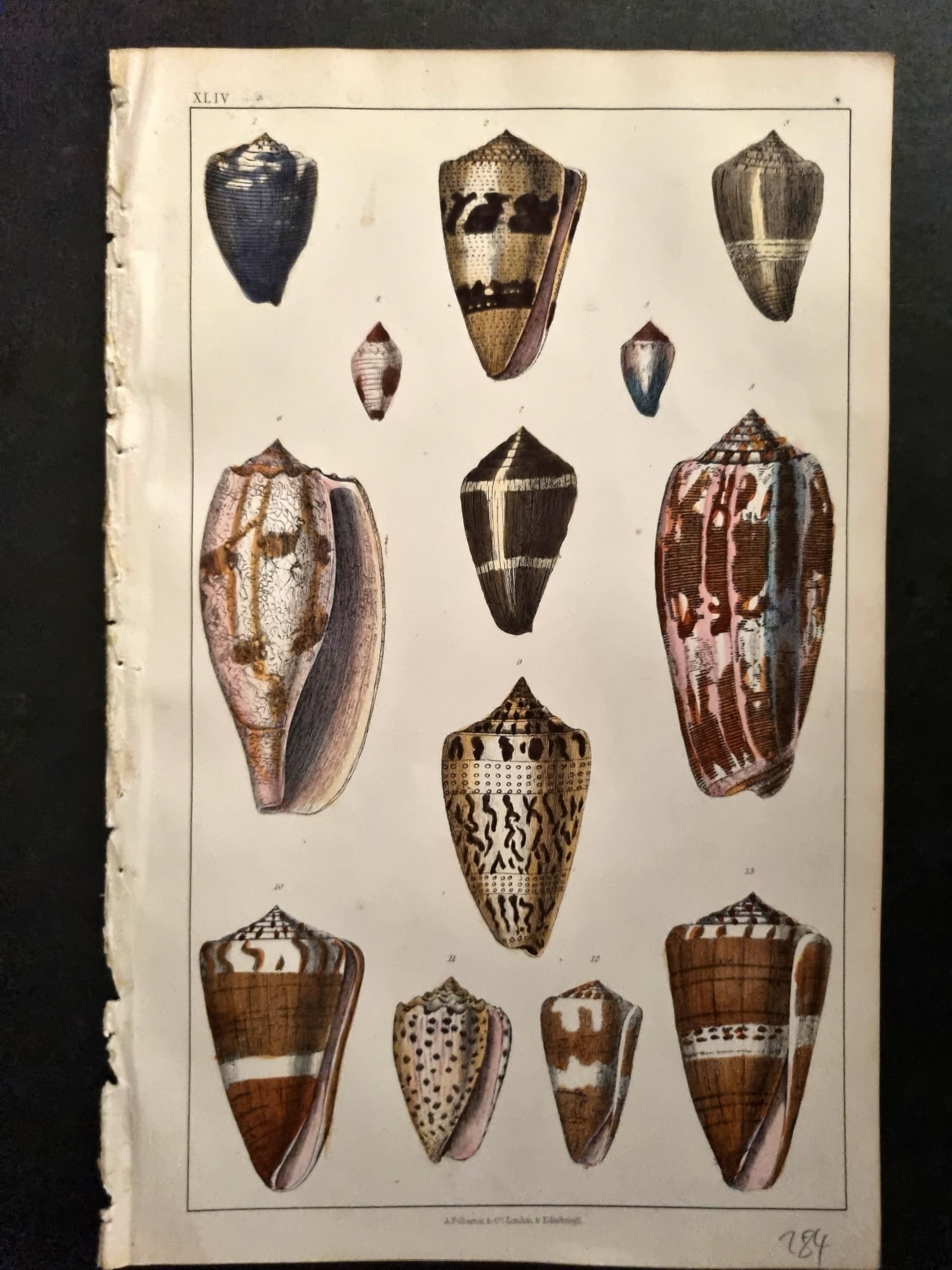 Goldsmith, Oliver C1855 Hand Col Print. Shells 44 (1 of 1)
