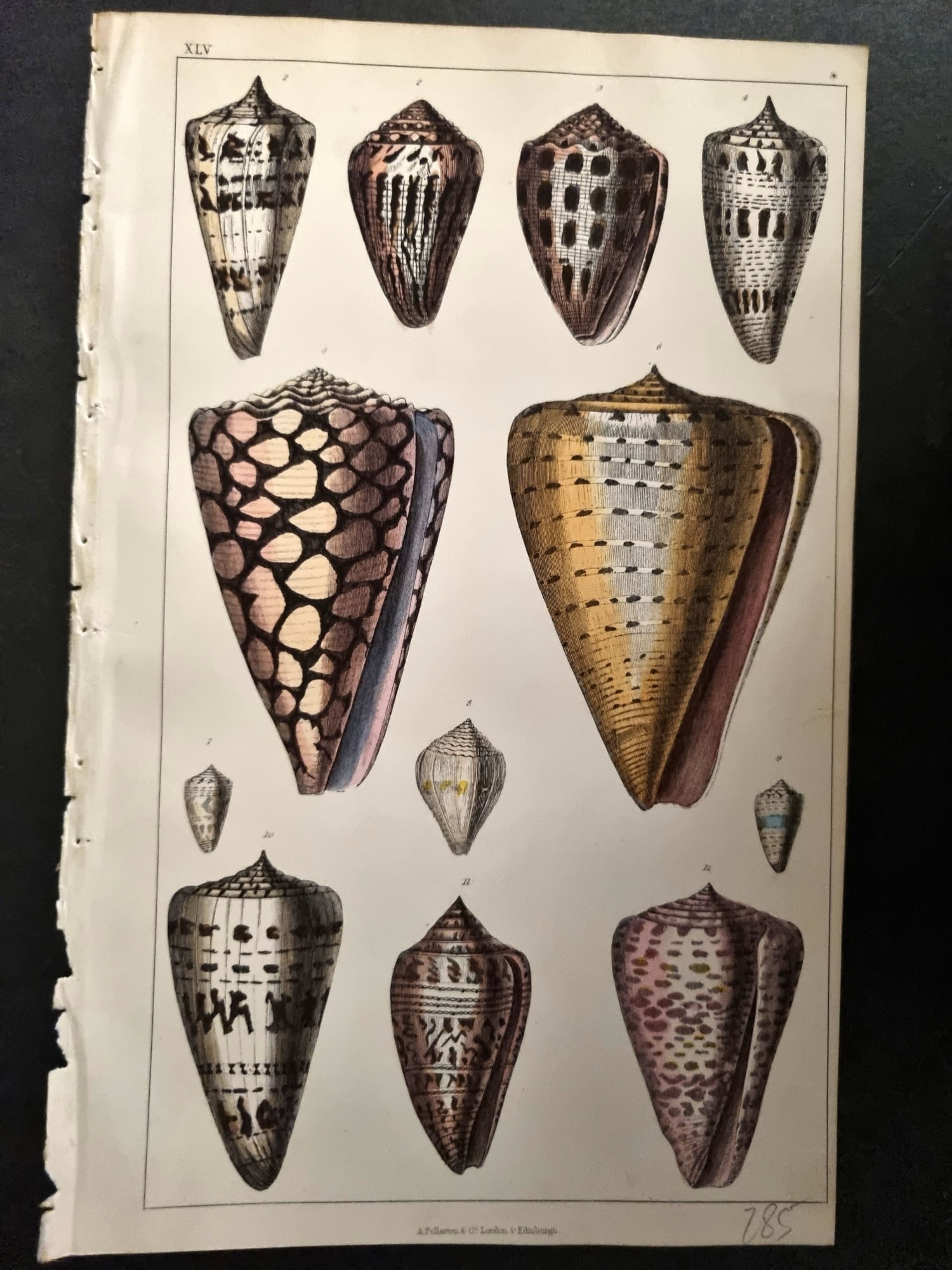 Goldsmith, Oliver C1855 Hand Col Print. Shells 45 (1 of 1)