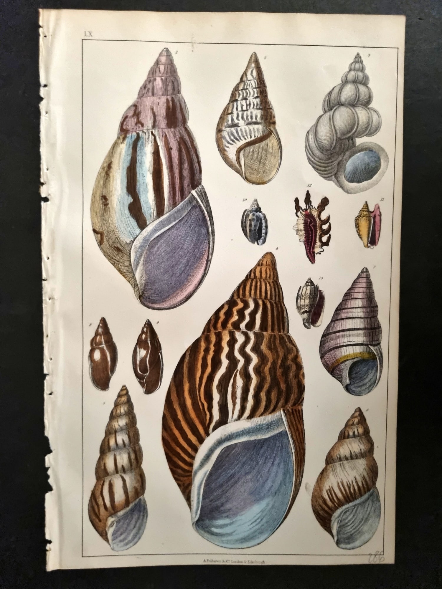 Goldsmith, Oliver C1855 Hand Col Print. Shells 60 (1 of 1)