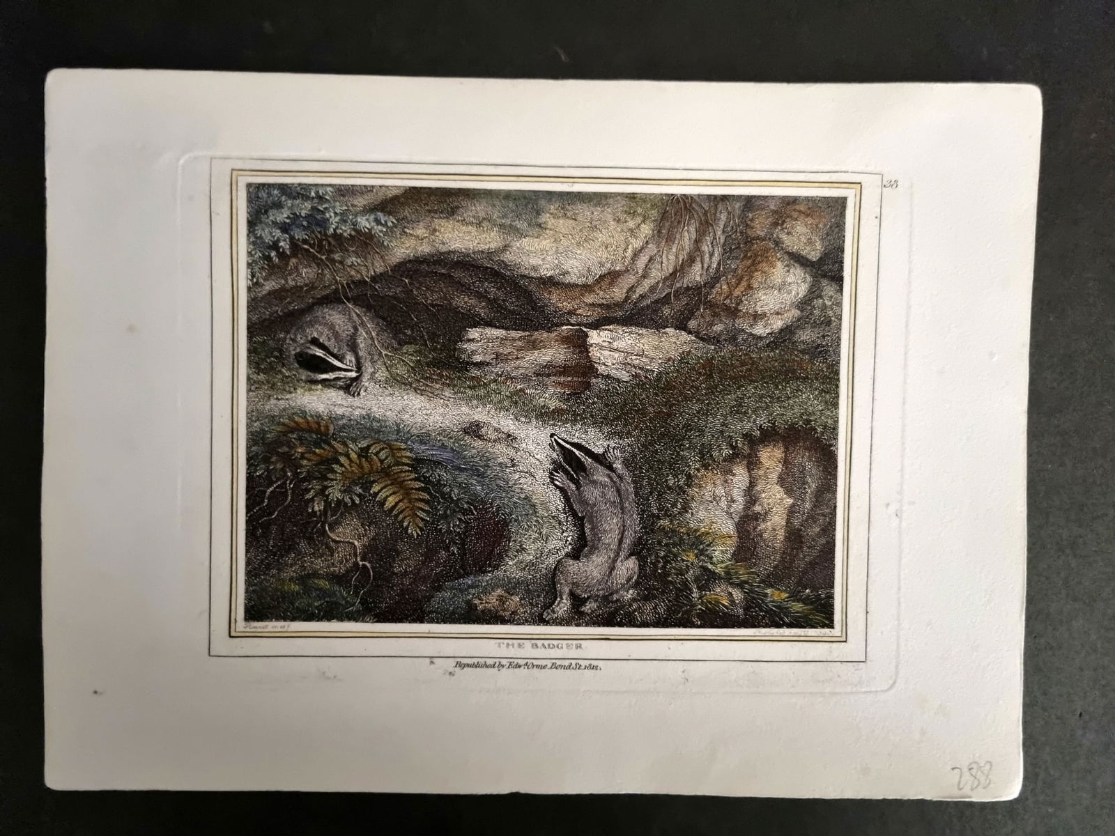 Howitt, Samuel 1812 Hand Col Etching. The Badger 38 (1 of 1)