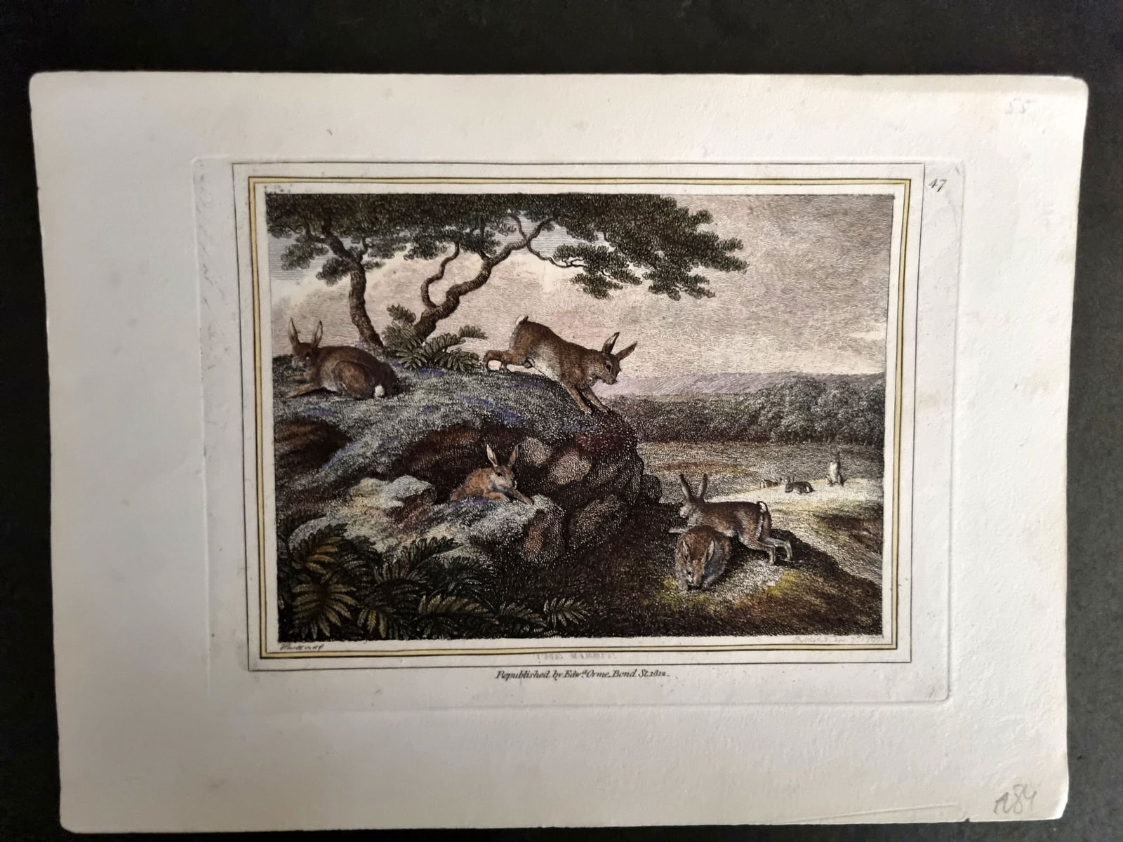 Howitt, Samuel 1812 Hand Col Etching. The Rabbit 47 (1 of 1)