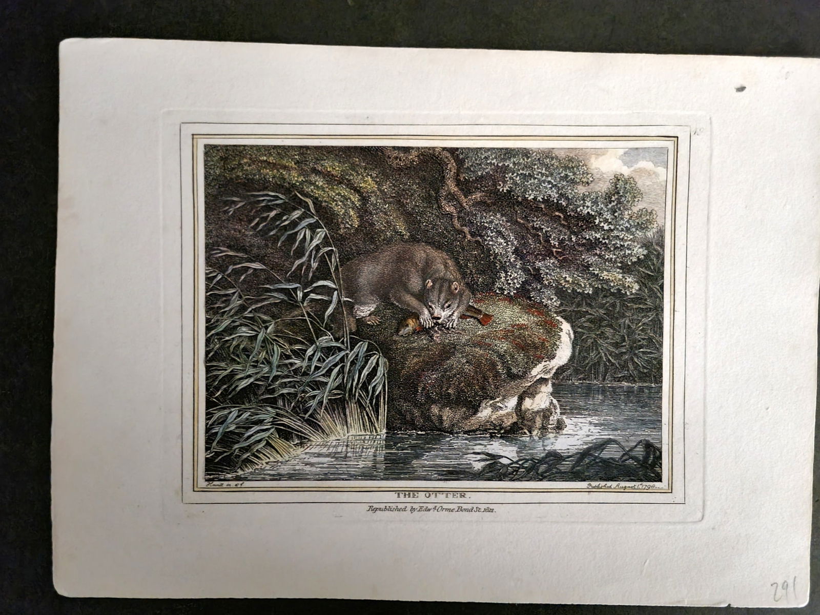 Howitt, Samuel 1812 Hand Col Etching. The Otter 49 (1 of 1)