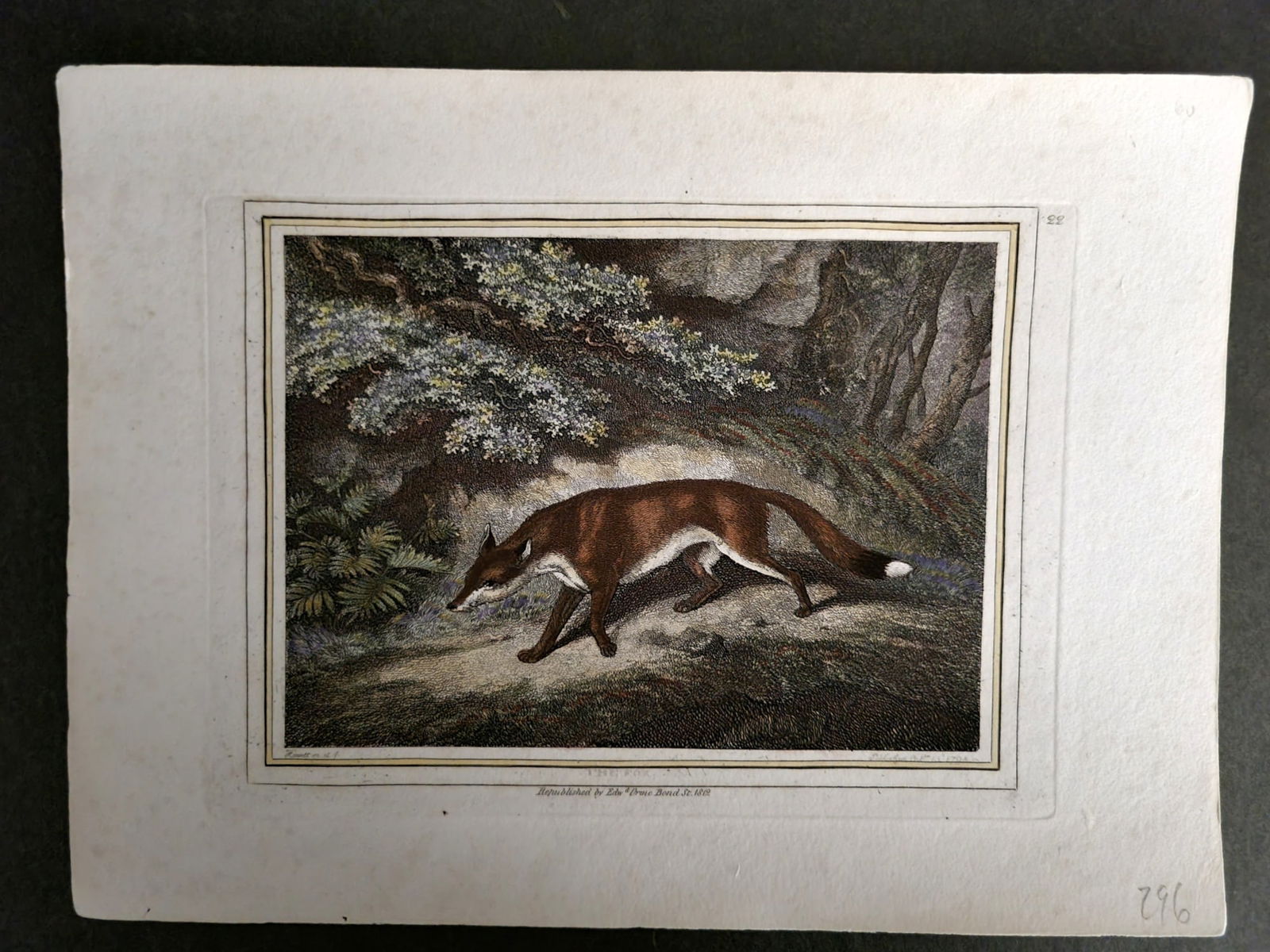 Howitt, Samuel 1812 Hand Col Etching. The Fox 22 (1 of 1)