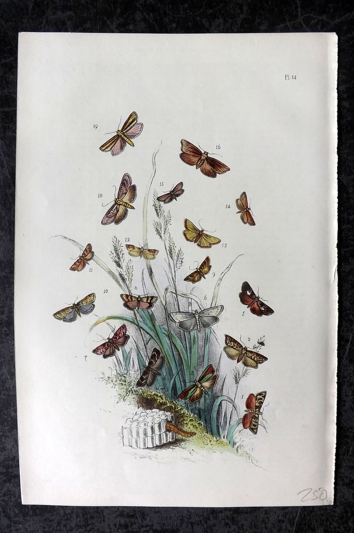 Humphreys, Noel 1860 Hand Colored Moth Print 54 (1 of 1)