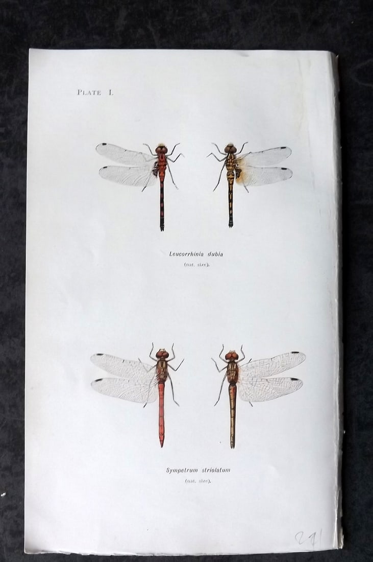 Lucas - British Dragonflies 1899 Print Leucorrhinia dubia Sympetrum Striolatum 1 (1 of 1)