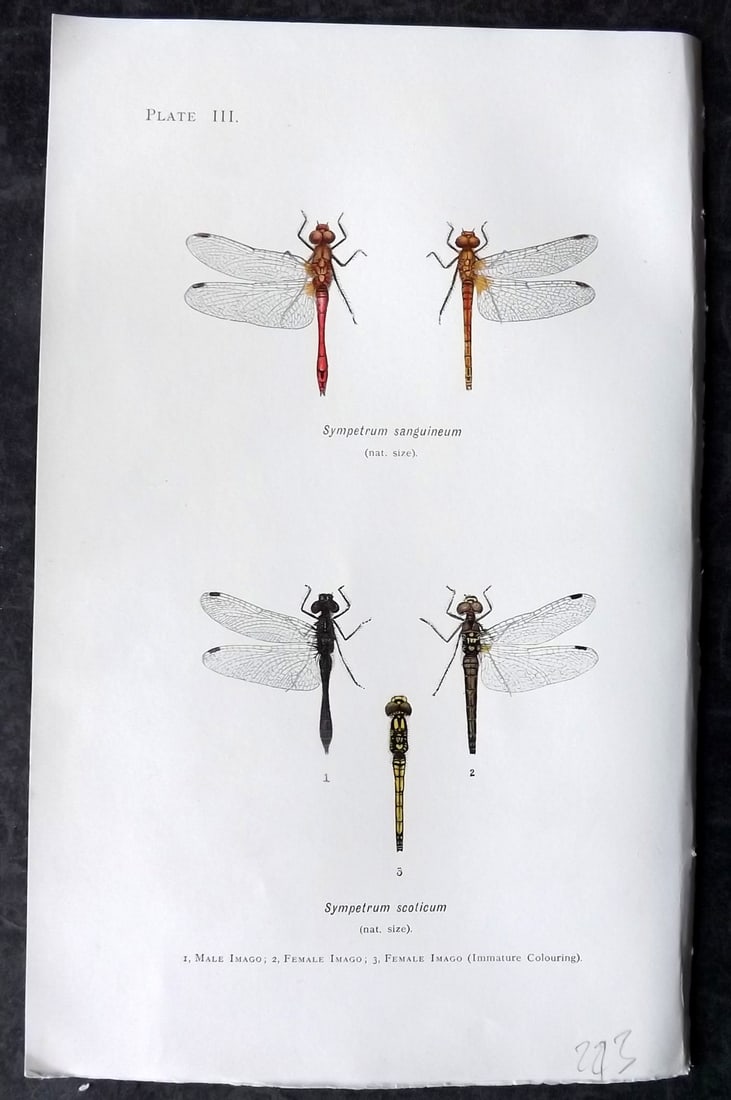 Lucas - British Dragonflies 1899 Print. Sympetrum Sanguineum & Scoticum 03 (1 of 1)